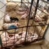 गोरखामा अफ्रिकन स्वाइन फिभरबाट २५० सुँगुर/बङ्गुर मरे