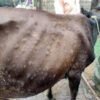 मधेस प्रदेशमा ‘लम्पीस्किन’को सङ्क्रमण बढ्दो