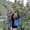 जुम्लाका किसानलाई काँचो स्याउ टिप्न प्रतिबन्ध