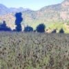 भोजपुरमा कोदो खेती घट्दै