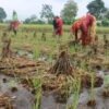 निरन्तर वर्षाले खेतमा पाकेको धान ढलेपछि…