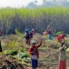 उखु उत्पादक किसानलाई एक अर्ब ६० करोड अनुदान उपलब्ध गराउन माग