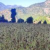 जुम्लामा कोदोखेती गर्ने किसान घट्दै