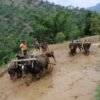 बागलुङमा खडेरीले रोपाइँ प्रभावितः मध्य असारसम्म ३८ प्रतिशत रोपाइँ