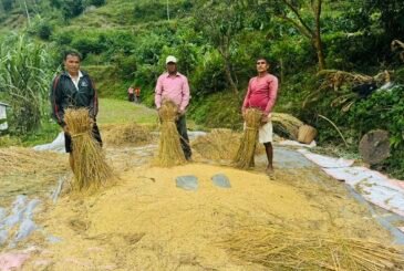 सरकारले यसवर्ष ६७ करोड ५० लाखको धान खरिद गर्ने