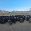 च्याङ्ग्राको नश्ल सुधार तथा अनुसन्धानस्थल बन्दै मुस्ताङको च्याङ्ग्रा फार्म