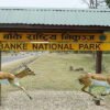 बाँके राष्ट्रिय निकुञ्जमा हिउँदे पर्यटनको चहलपहल