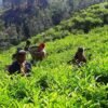 चिया निर्यात ४० प्रतिशतले वृद्धि