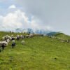 बर्खा लागेसँगै लेक उक्लिए गोठाला