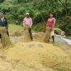 रैथाने धान लगाउने किसानलाई प्रतिमुरी एकहजार अनुदान