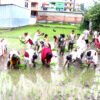 योग साधना केन्द्रले यसरी मनायो धान दिवस(फोटोफिचर)