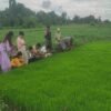 धानको ब्याडमा खैरा रोग र गवाराको प्रकोप