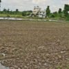 झापामा पर्याप्त वर्षा नहुँदा रोपाइँ प्रभावित