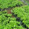 एक वर्षमै चार लाखभन्दा बढी सिप्लिकानका बिरुवा बिक्री