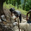 प्रयोग हुन छाडेपछि खेर जाँदै भेडाको ऊन