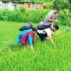 जेठो बुढो धानमा ‘ब्लाष्ट’ रोग देखियो