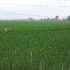 सुक्खाग्रस्त सङ्कट झेलेका पर्साका कृषकलाई मलखादको पिरलो