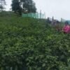 व्यावसायिक अकबरे खुर्सानीखेती गर्दै भोजपुरका किसान