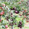 जुम्लामा उत्पादन भएको स्याउको अधिक माग
