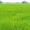 पश्चिम नवलपरासीमा पानी परेपछि धानबाली झाँगिदै