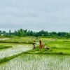 देशभर ५० प्रतिशत धान रोपाइँ सम्पन्न