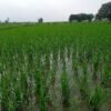 मधेशमा ९१ दशमलव ५५ प्रतिशत रोपाइँ सम्पन्न