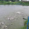 अवैध रूपमा भित्रिने माछाका कारण किसान समस्यामा