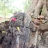 ओझेलमा बुद्धको मावली, मर्चवार नै ऐतिहासिक ‘देवदह’
