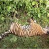 पर्साको ठोरीमा पाटे बाघ मृत फेला