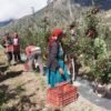 मुस्ताङमा ‘हाइब्रिड’ स्याउ उत्पादनमा वृद्धि