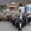दसैँका लागि डोल्पा र जुम्लाका भेडाच्याङ्ग्रा मुस्ताङमा