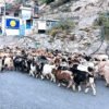मुस्ताङबाट दशैँलाई लक्षित गरी च्याङ्ग्रा बजार लगिँदै