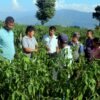 पौवादुङमाको खुर्सानी खेती : बाह्य जिल्लाका किसानको ‘सिकाइ तथा अध्ययन केन्द्र’