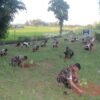 प्रकृति संरक्षणमा नौ हजार सैनिक परिचालन,  ११६  को मृत्यु