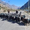 तिहारका लागि मुस्ताङमा भेडाच्याङ्ग्रा बिक्री