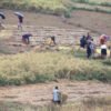 नुवाकोटका किसान बर्सातकै बीचमा धान भित्र्याउन व्यस्त