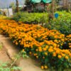तिहारका लागि सयपत्री फूलका पाँच हजार बिरुवा बिक्री