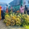 छठ पर्वले बजारमा बढ्यो केराको माग