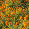 सामूहिक सयपत्री फूलखेतीमा महिला