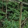 लेकाली भेगका किसानको आम्दानीको स्रोत सतुवा