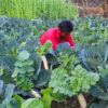 प्राविधिक ज्ञान पाएसँगै धादिङको पिपलटारमा सागसब्जी उत्पादन दोबरले वृद्धि