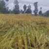 पाकेर थन्क्याउन लागिएको धानबालीमा वर्षाले क्षति गरेपछि कृषक चिन्तित