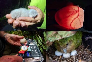 काकापोको बम्पर फसलले प्रजनन र जीवनयात्रामा नयाँ आशा