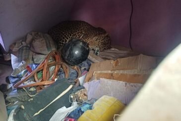 तारकेश्वरमा घरभित्र पसेको चितुवाको  यसरी गरियो उद्धार