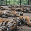 थाइल्यान्डको पार्कमा भाइरसका कारण दर्जनौँ बाघको मृत्यु