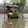 मेसिनबाट धान रोपाइँमा किसानको आकर्षण