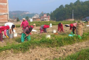 काभ्रेमा प्रतिकिलो  १० रुपैयाँमा पनि बिक्दैन आलु