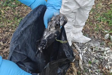 कीर्तिपुरमा मृत भेटिएका कागमा बर्डफ्लु पुष्टि