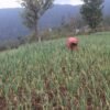 सडक पहुँचसँगै लसुनखेतीमा आकर्षित