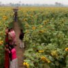 सूर्यमुखी बगानले बढायो कृषि पर्यटन